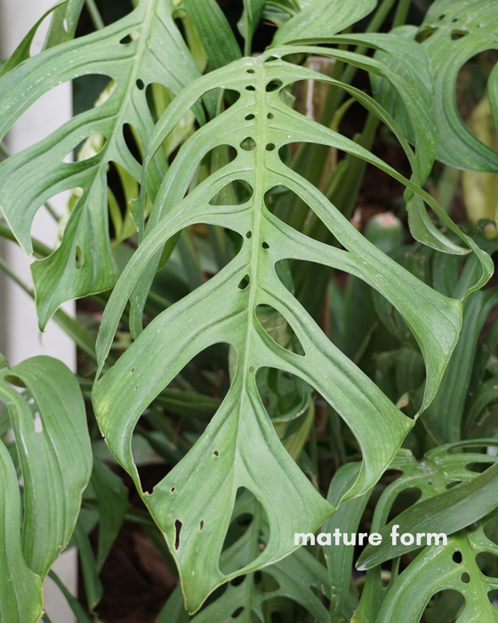 Monstera Esqueleto - 4" (large)