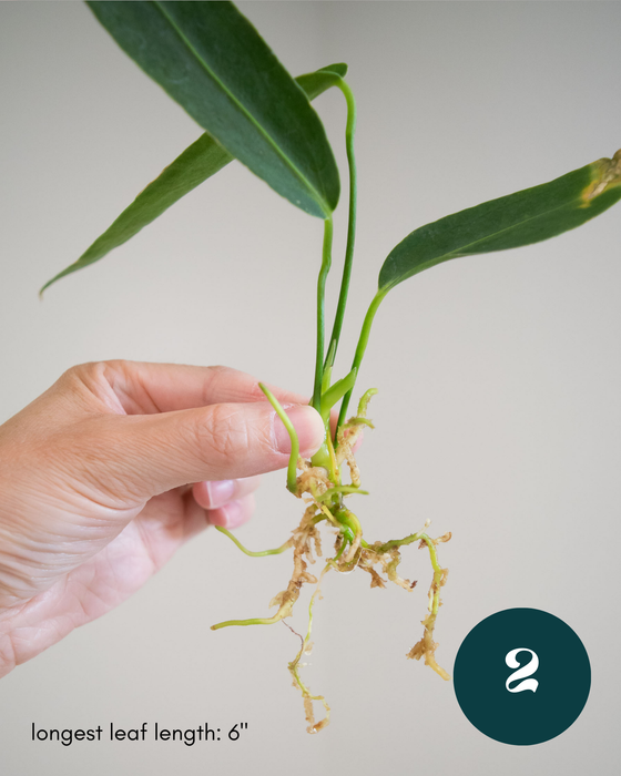 Anthurium Warocqueanum - 3" (Bare Root in Moss)