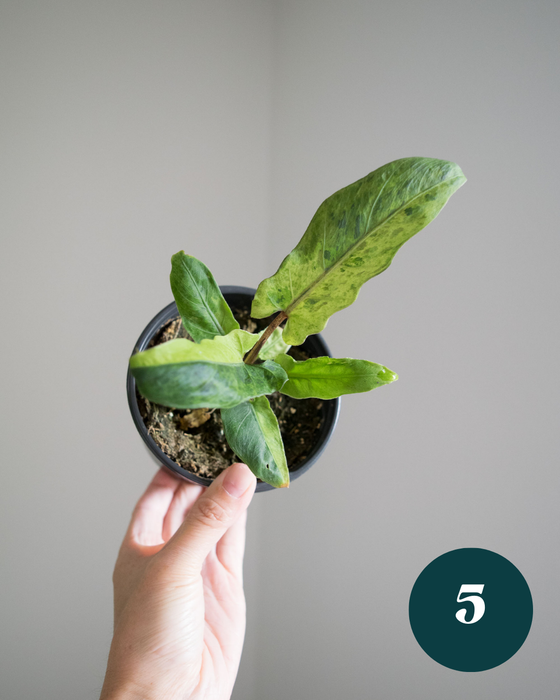 Alocasia Lauterbachiana 'Variegata'- 4"