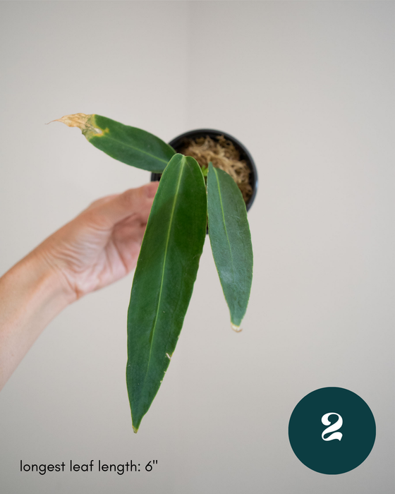 Anthurium Warocqueanum - 3" (Bare Root in Moss)