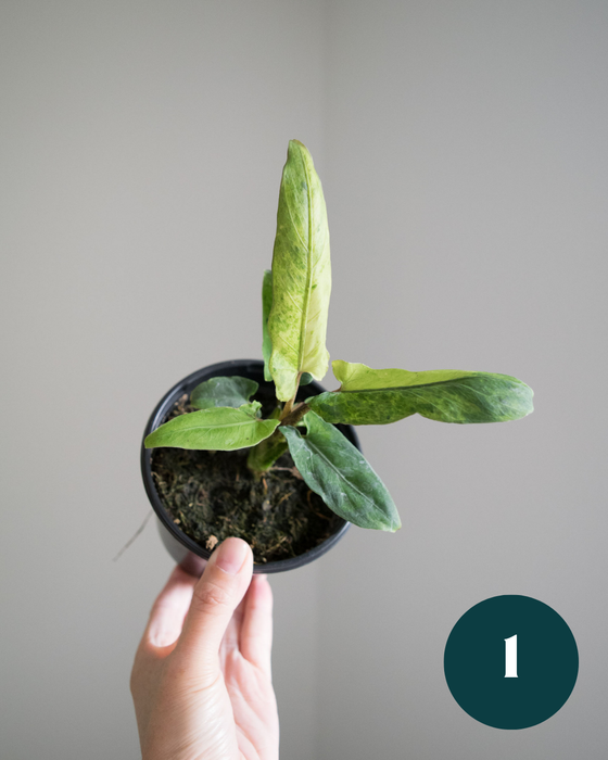 Alocasia Lauterbachiana 'Variegata'- 4"