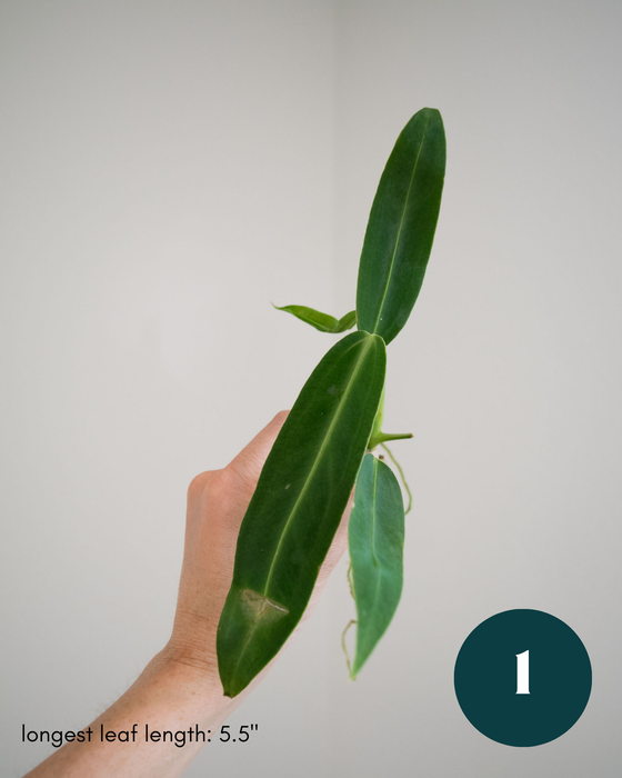 Anthurium Warocqueanum - 3" (Bare Root in Moss)