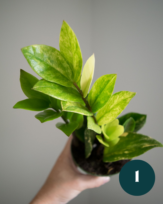 Zamioculcas Zamiifolia 'Variegata' - 4"