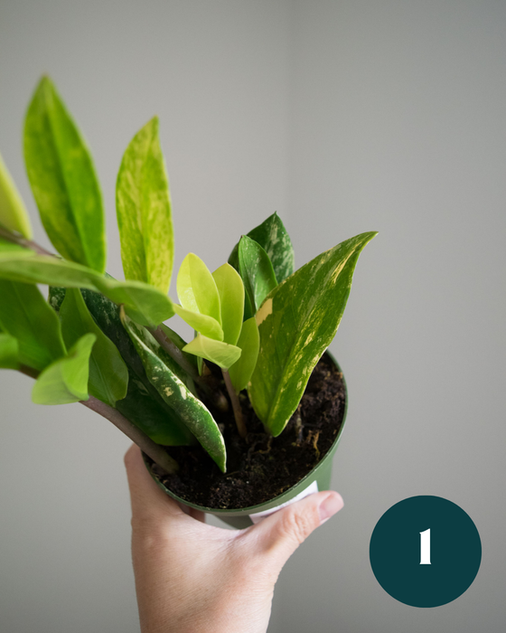 Zamioculcas Zamiifolia 'Variegata' - 4"