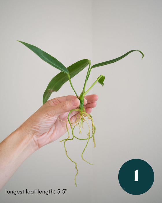 Anthurium Warocqueanum - 3" (Bare Root in Moss)