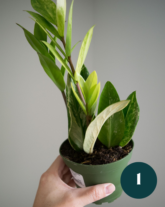 Zamioculcas Zamiifolia 'Variegata' - 4"