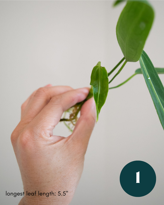 Anthurium Warocqueanum - 3" (Bare Root in Moss)