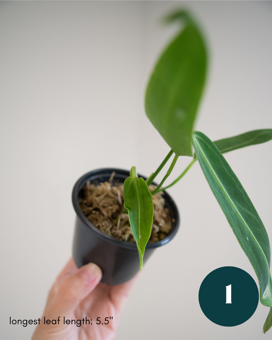 Anthurium Warocqueanum - 3" (Bare Root in Moss)