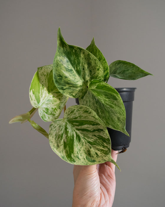 Philodendron Scandens Variegatum - 4"