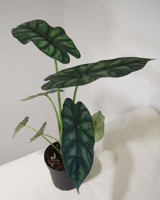 Alocasia 'Sinuata' - 4"