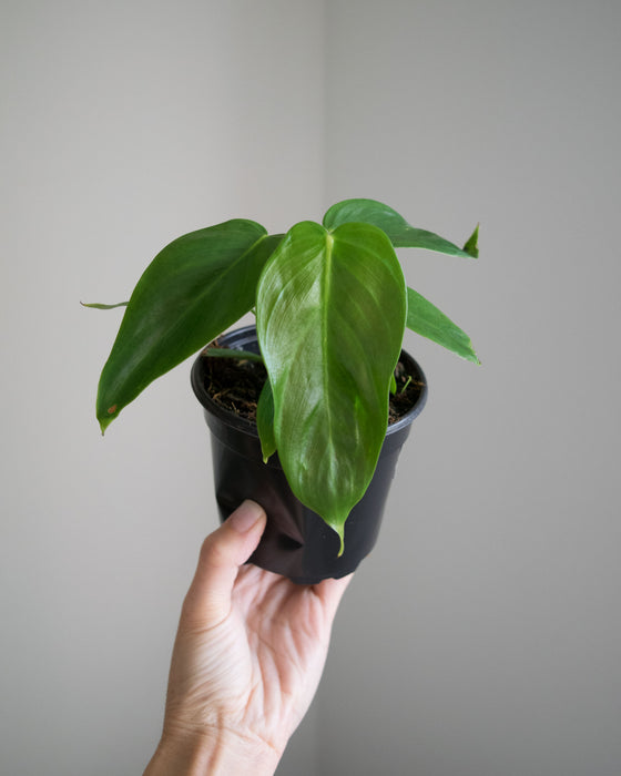 Philodendron 'Esmeraldense' - 4"