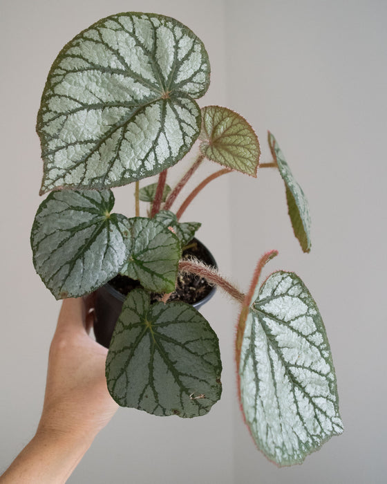 Begonia 'U400' - 4"