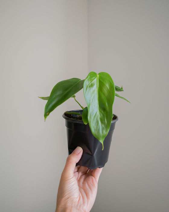 Philodendron 'Esmeraldense' - 4"