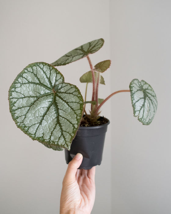 Begonia 'U400' - 4"