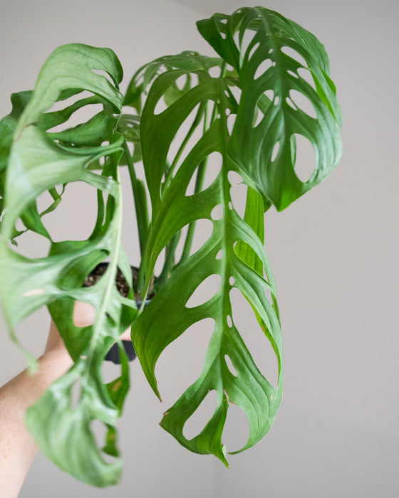 Monstera Esqueleto - 4" (large)