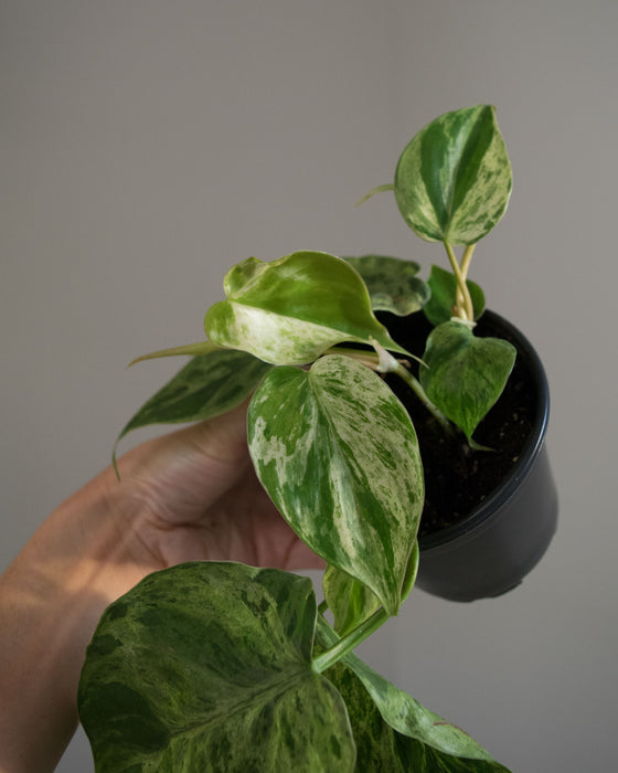 Philodendron Scandens Variegatum - 4"