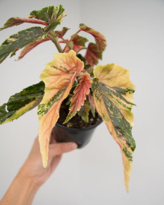 Begonia 'Ginny Galaxy' Variegated - 4"