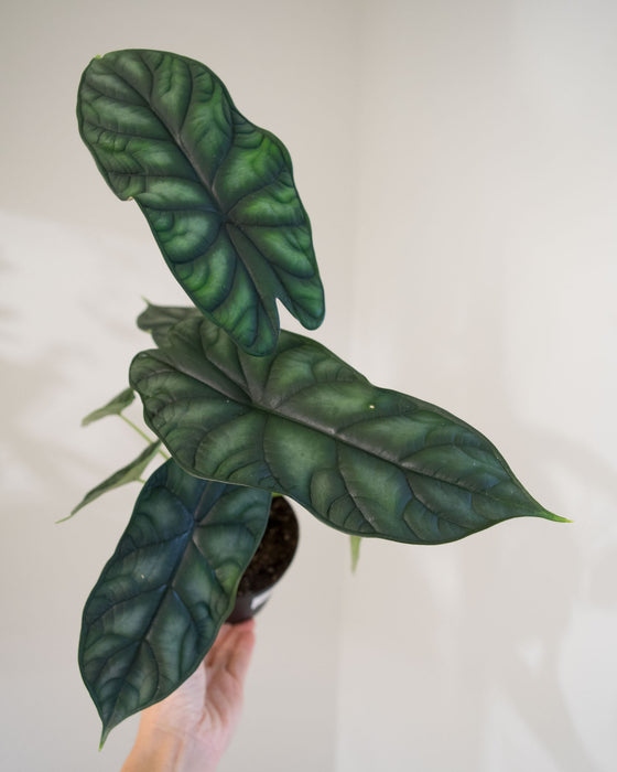 Alocasia 'Sinuata' - 4"