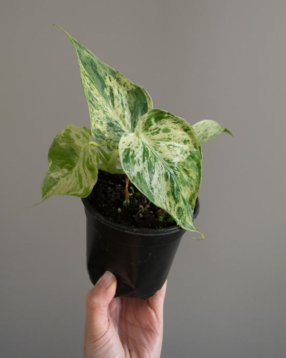 Philodendron Scandens Variegatum - 4"