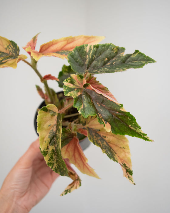 Begonia 'Ginny Galaxy' Variegated - 4"