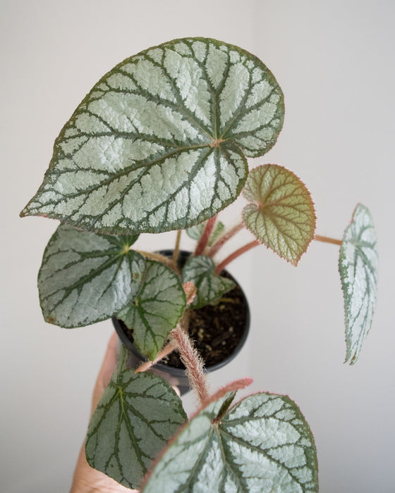 Begonia 'U400' - 4"