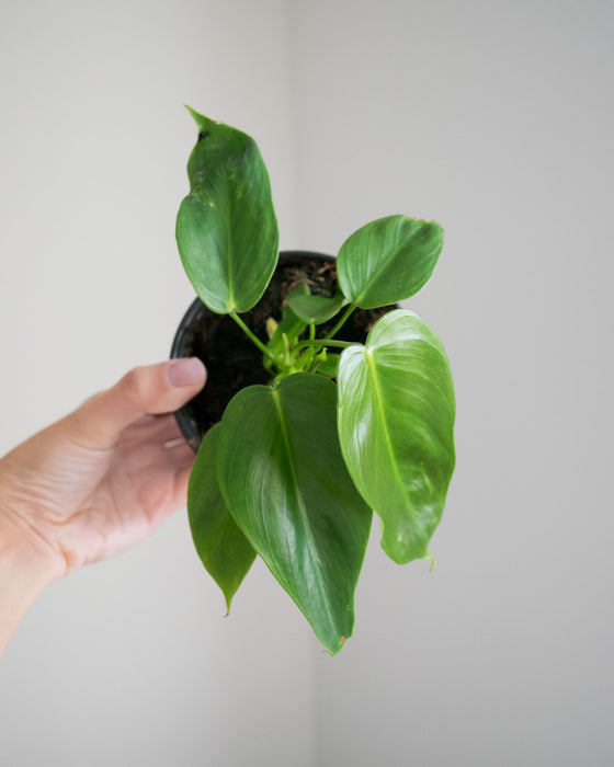 Philodendron 'Esmeraldense' - 4"