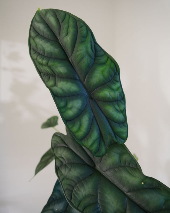 Alocasia 'Sinuata' - 4"