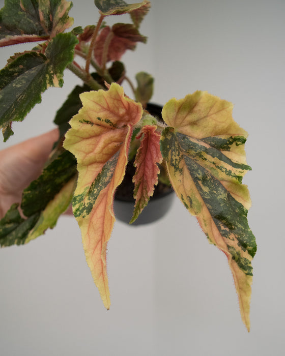 Begonia 'Ginny Galaxy' Variegated - 4"