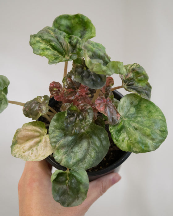 Peperomia Caperata 'Pink Lady' - 4"