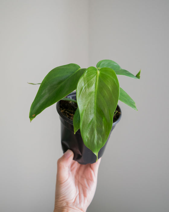 Philodendron 'Esmeraldense' - 4"