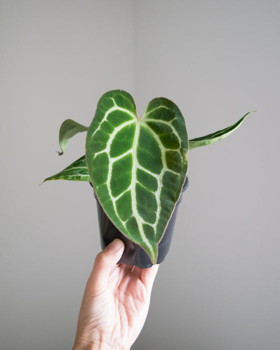 Anthurium Crystallinum Hybrid - 4"