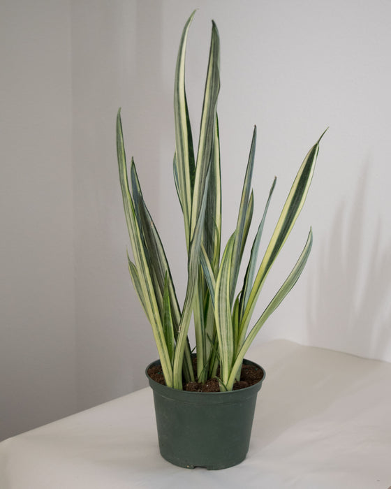 Sansevieria 'Bantel's Sensation' - 6" (Pick Up Only)