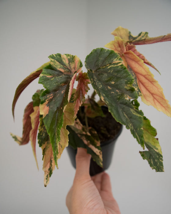 Begonia 'Ginny Galaxy' Variegated - 4"