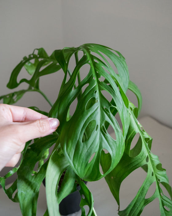 Monstera Esqueleto - 4" (large)