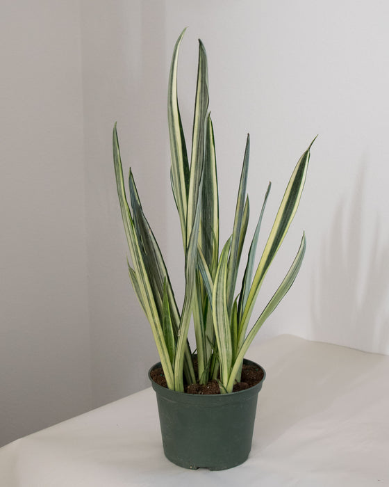 Sansevieria 'Bantel's Sensation' - 6" (Pick Up Only)