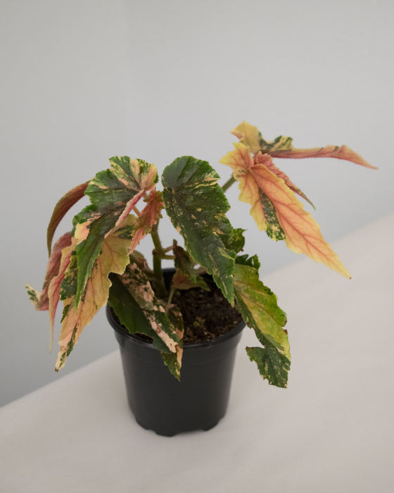 Begonia 'Ginny Galaxy' Variegated - 4"