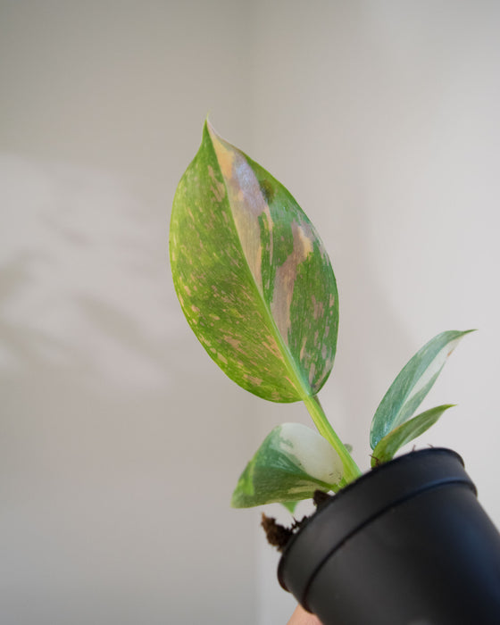 Philodendron 'Congo Green Marble Variegated' - 2"