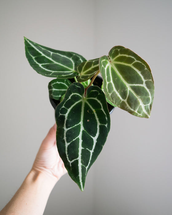 Anthurium Crystallinum Hybrid - 4"