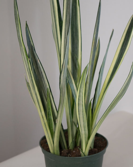 Sansevieria 'Bantel's Sensation' - 6" (Pick Up Only)