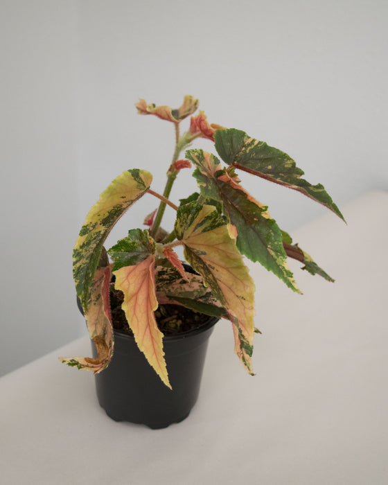 Begonia 'Ginny Galaxy' Variegated - 4"