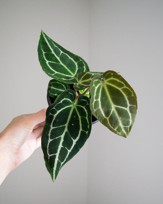 Anthurium Crystallinum Hybrid - 4"