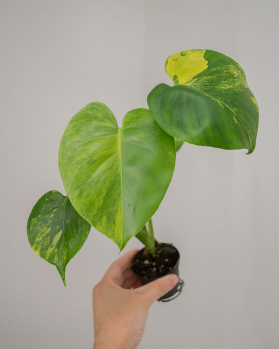 Monstera Deliciosa 'Aurea' Variegated - 2"