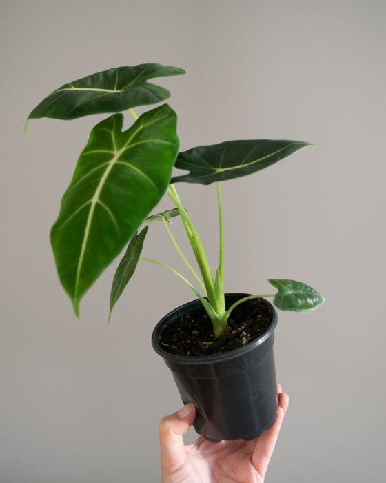 Alocasia Frydek - 4"