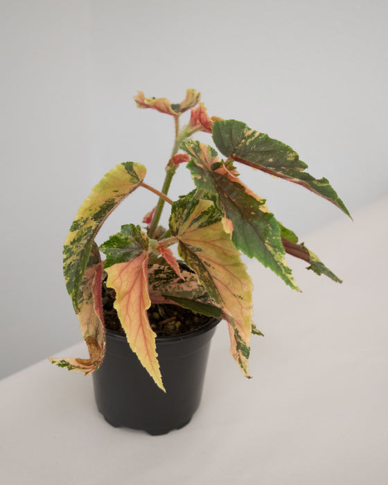 Begonia 'Ginny Galaxy' Variegated - 4"