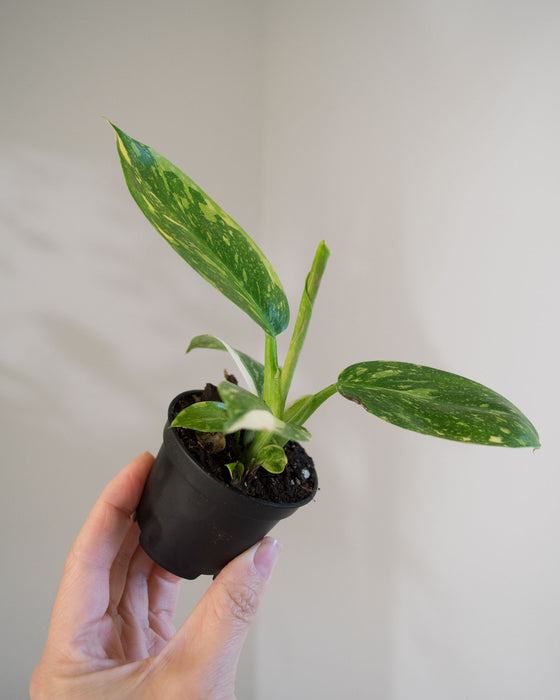 Philodendron 'Congo Green Marble Variegated' - 2"