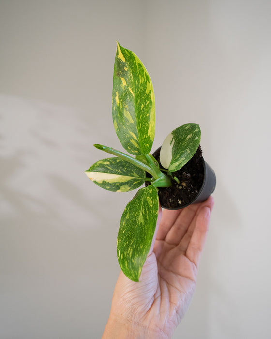 Philodendron 'Congo Green Marble Variegated' - 2"