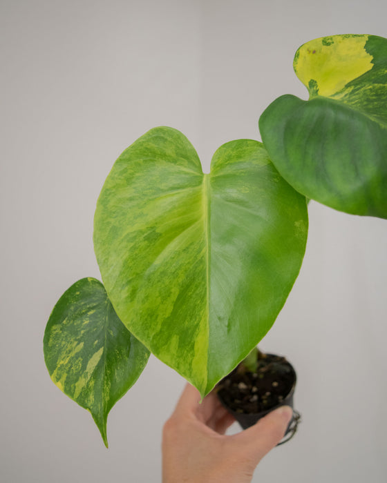 Monstera Deliciosa 'Aurea' Variegated - 2"