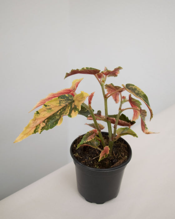 Begonia 'Ginny Galaxy' Variegated - 4"