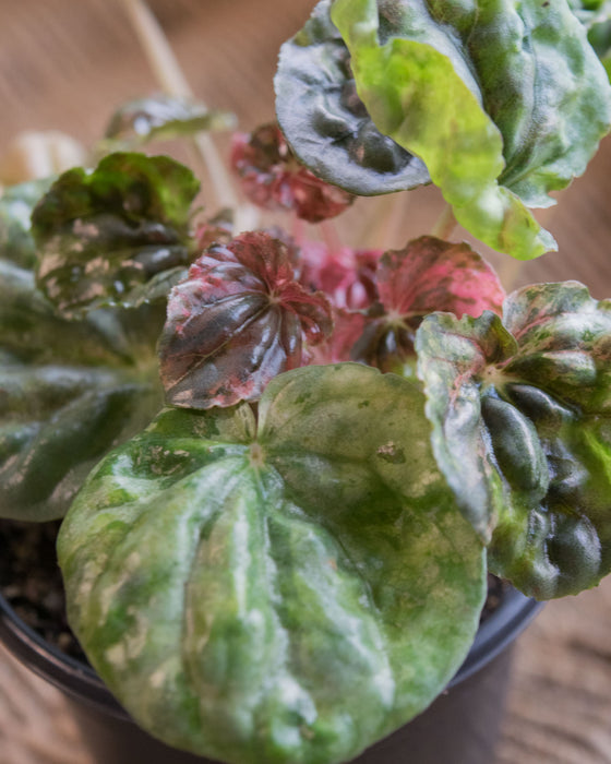 Peperomia Caperata 'Pink Lady' - 4"