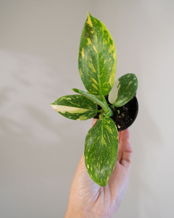 Philodendron 'Congo Green Marble Variegated' - 2"